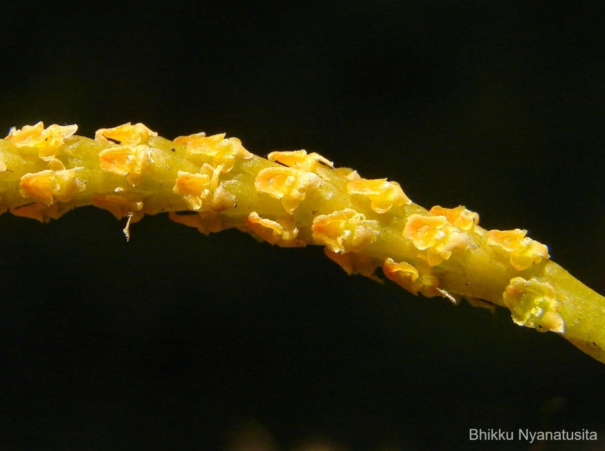 Oberonia forcipata Lindl.